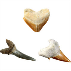 National Geographic Shark Teeth Dig Kit